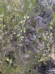 Cyanothamnus occidentalis