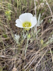 Calochortus gunnisonii