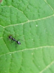 Camponotus sexguttatus