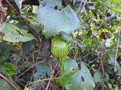 Marah oregana