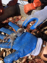 Doryteuthis opalescens