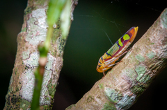 Dilobopterus instratus