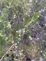 Cyanothamnus occidentalis
