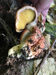 Suillus spraguei