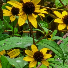 Sanvitalia procumbens