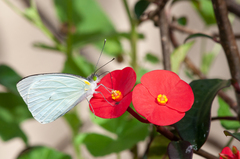 Leptophobia aripa