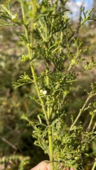 Cyanothamnus occidentalis