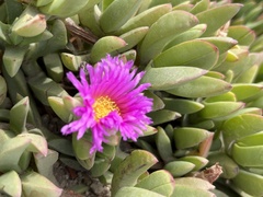 Carpobrotus chilensis