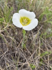 Calochortus gunnisonii