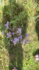Symphyotrichum oolentangiense
