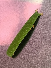 Panopoda