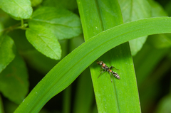 Pseudomyrmex gracilis