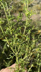 Cyanothamnus occidentalis
