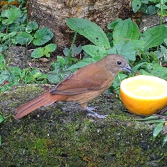 Tachyphonus coronatus