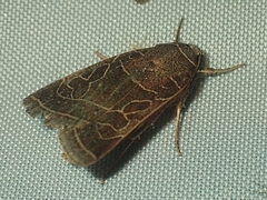Orthodes majuscula