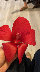 Hibiscus coccineus