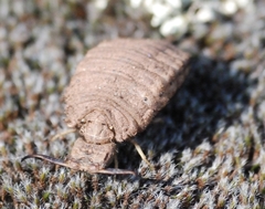 Palpares libelluloides