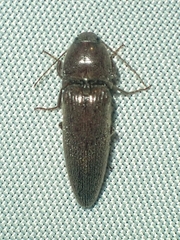 Elaterinae