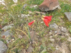 Zephyranthes phycelloides