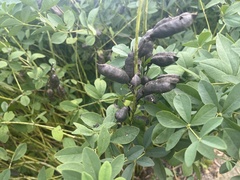 Baptisia australis