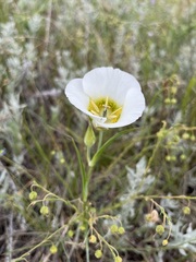 Calochortus gunnisonii