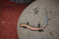Chalcides viridanus