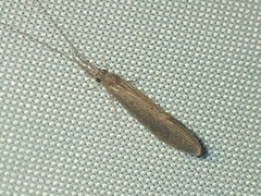 Oecetis