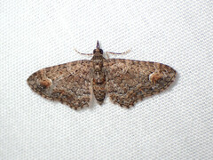 Pasiphilodes testulata