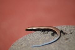 Chalcides viridanus