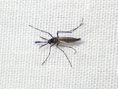 Aedes notoscriptus
