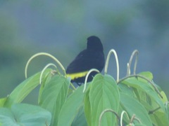 Ramphocelus flammigerus