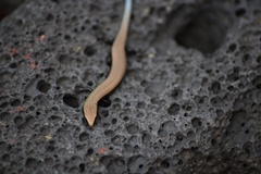 Chalcides viridanus