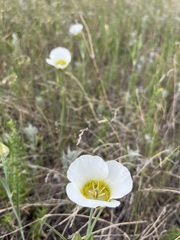 Calochortus gunnisonii