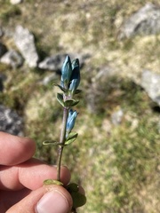 Gentiana glauca