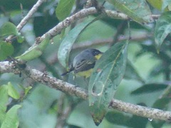 Todirostrum cinereum