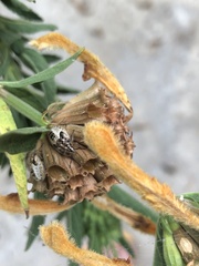 Agonoscelis puberula