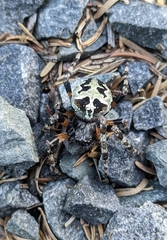 Araneus bicentenarius