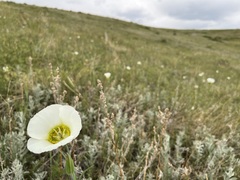 Calochortus gunnisonii