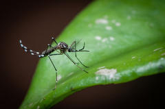 Aedes aegypti