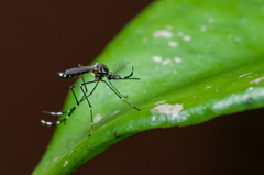 Aedes aegypti