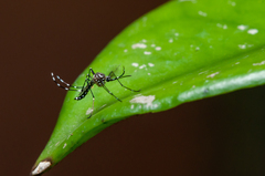 Aedes aegypti
