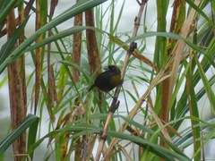 Mitrospingus cassinii