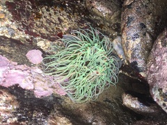Anemonia viridis