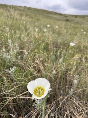 Calochortus gunnisonii