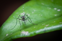 Aedes aegypti