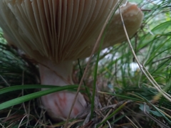 Russula sanguinea