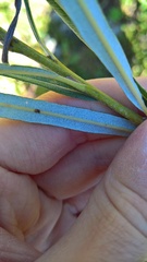 Salix eleagnos