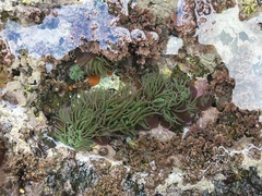 Anemonia viridis