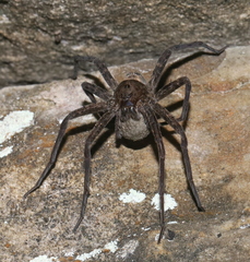 Dolomedes vittatus
