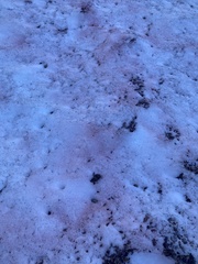 Chlamydomonas nivalis